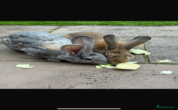 Continental Giant rabbits - Advert 8