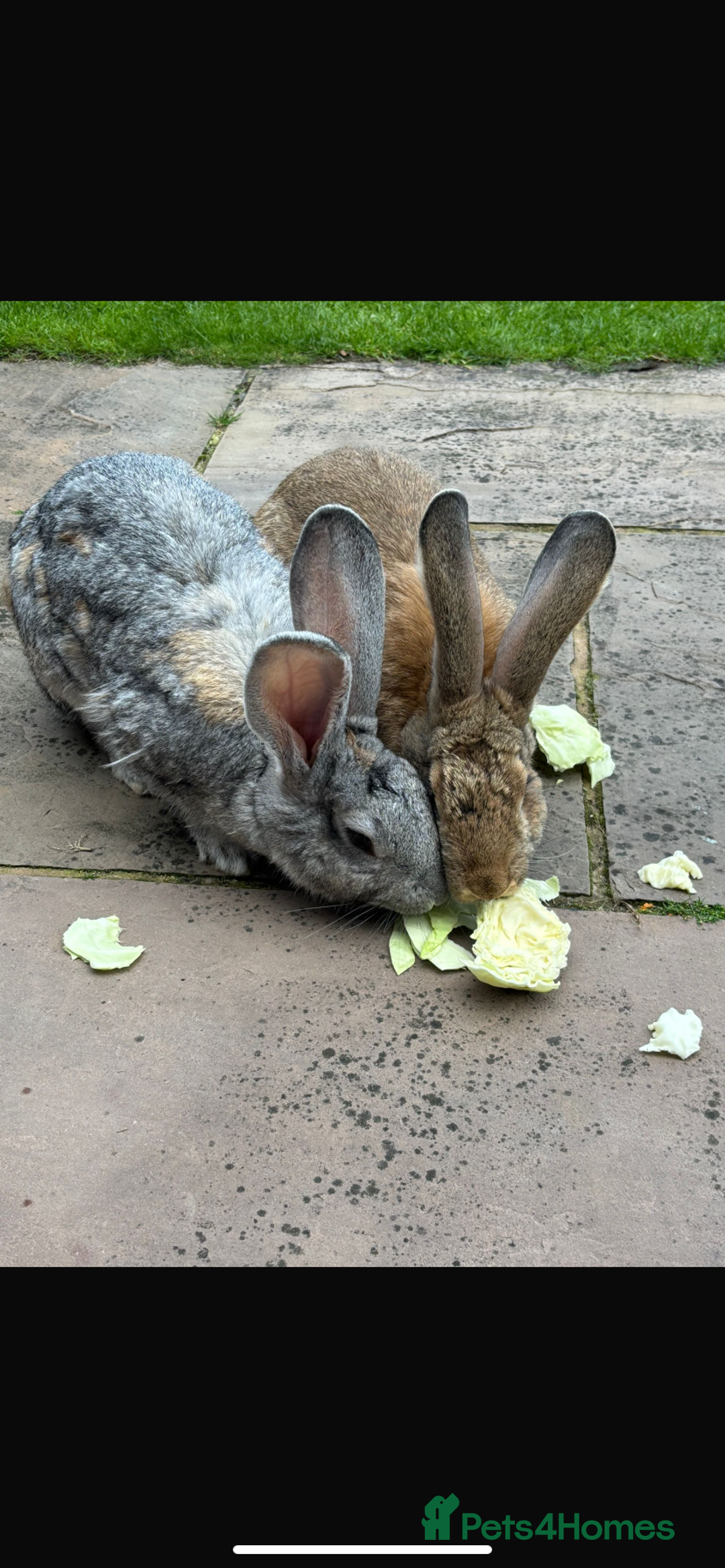Continental Giant rabbits for sale: M&F Bonded Giant Cont Rabbits - Free To Good Home - Image 1