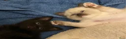 Mixed Breed cats for sale: Gorgeous kittens needing loving homes - Advert 5