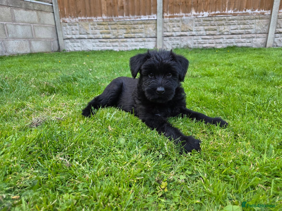 Giant Schnauzer dogs for sale: Working Line Giant Schnauzer Puppies Available  in West Bromwich - Image 6