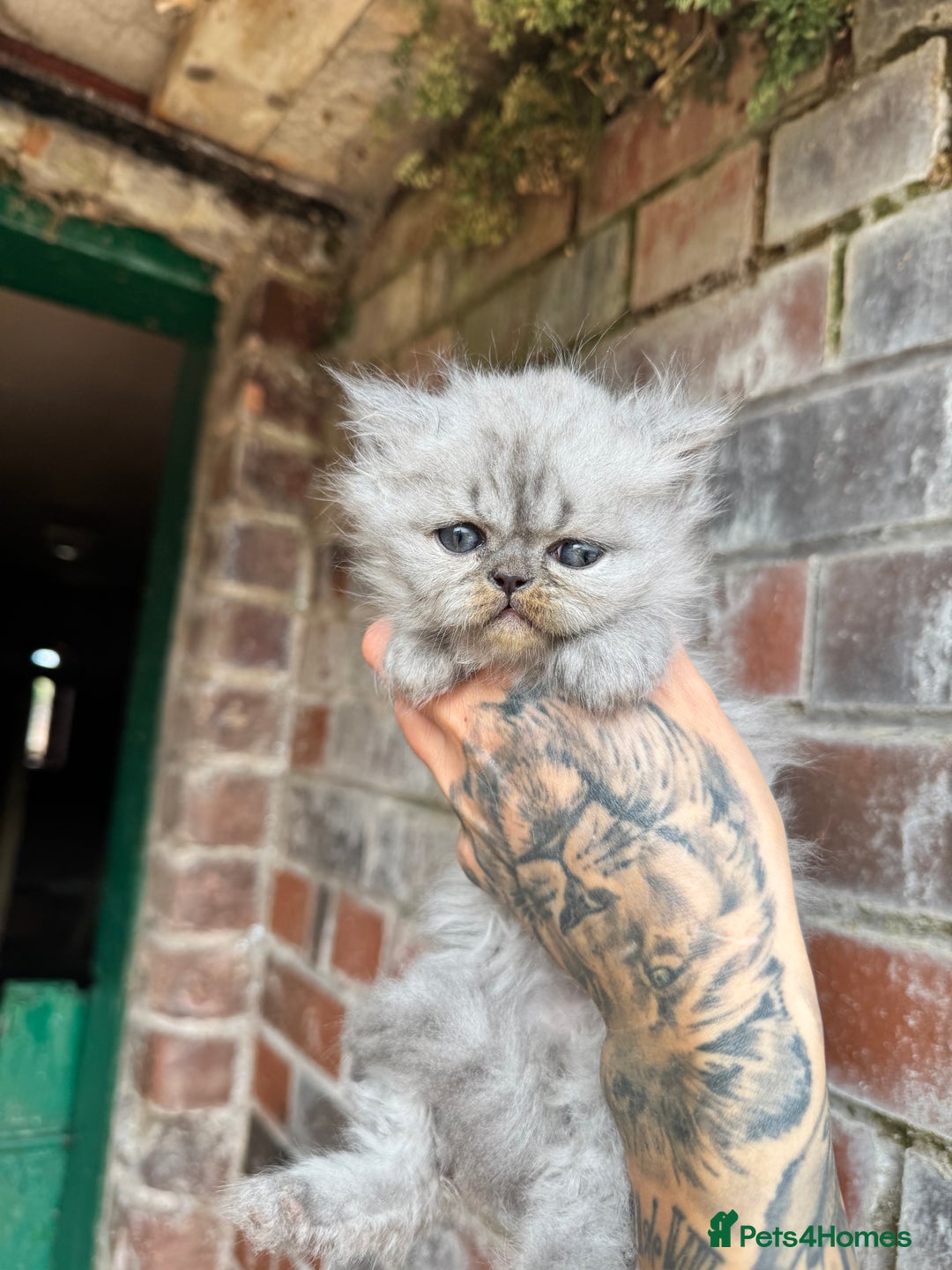 Persian cats for sale: Chinchilla Persians  - Advert 5