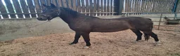 New Forest horses for sale: Geldings  - Advert 6