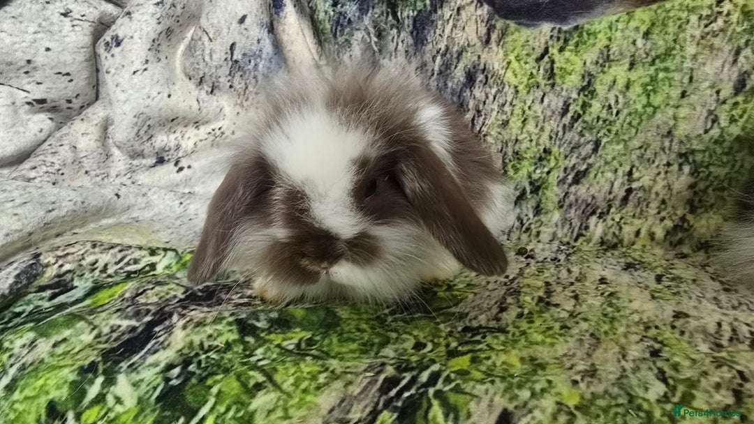 Mini Lop rabbits for sale: Beautiful Mini Lop Baby Rabbits - Image 7