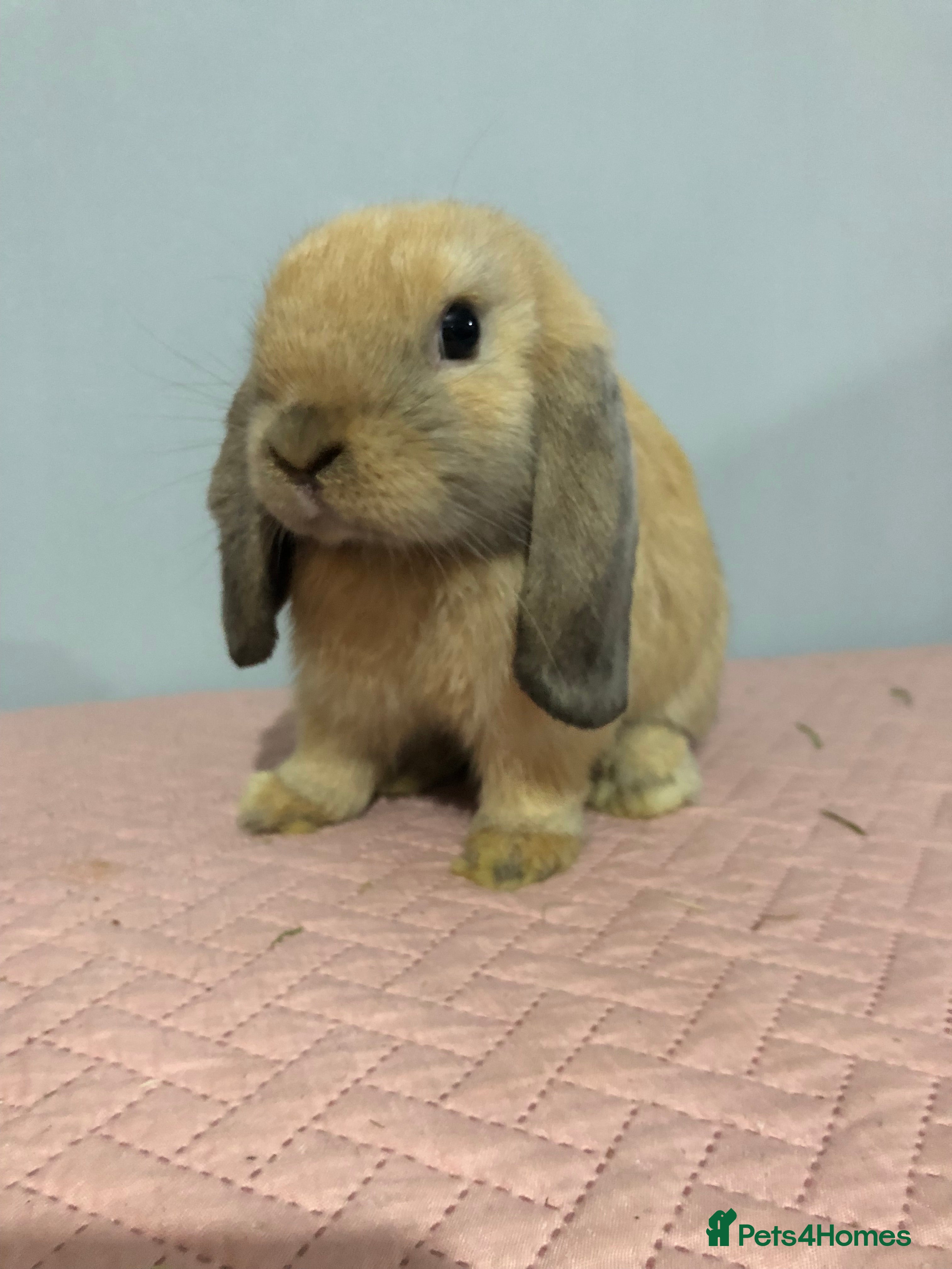 Mini Lop rabbits Beautiful Mini Lop Rabbit  - Advert 1