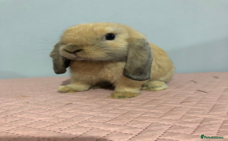 Mini Lop rabbits - Advert 2