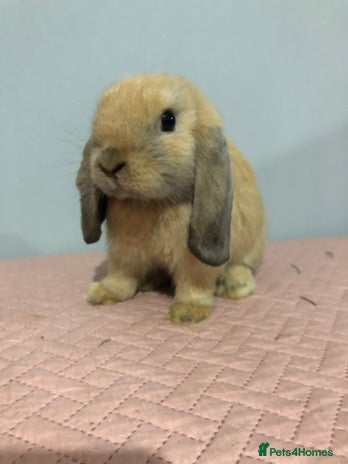 Mini Lop rabbits - Advert 15