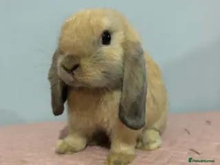 Mini Lop rabbits Beautiful Mini Lop Rabbit - Advert 1