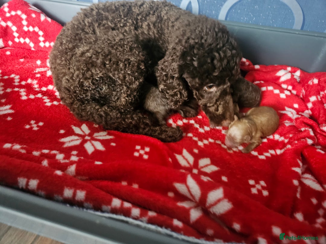 Miniature Poodle dogs for sale: Very well bred, health tested parents  - Image 20