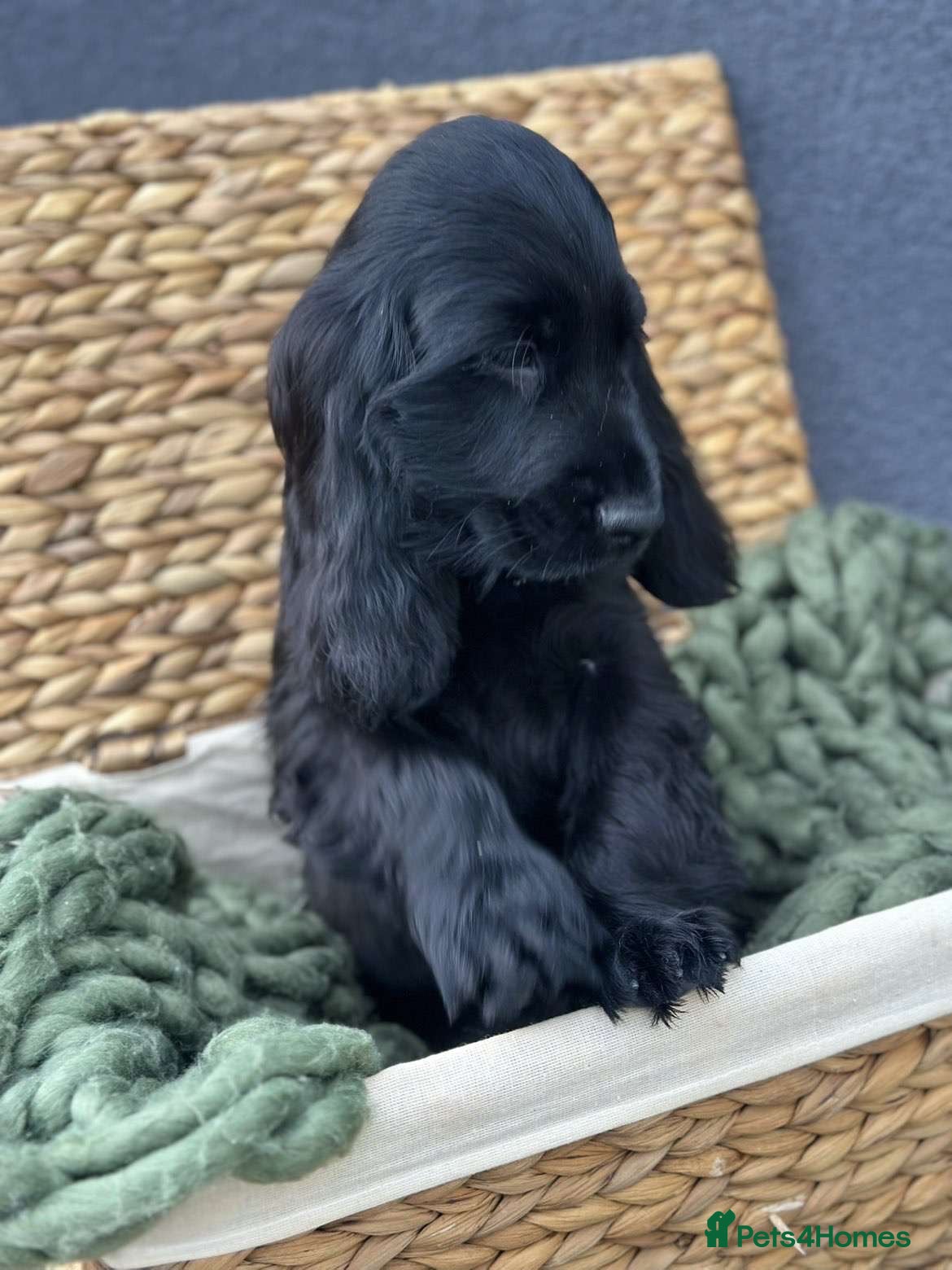 Cocker Spaniel dogs Show Cocker Spaniel Puppy’s  - Advert 14