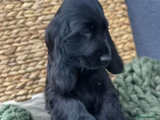 Cocker Spaniel dogs Show Cocker Spaniel Puppy’s - Advert 14