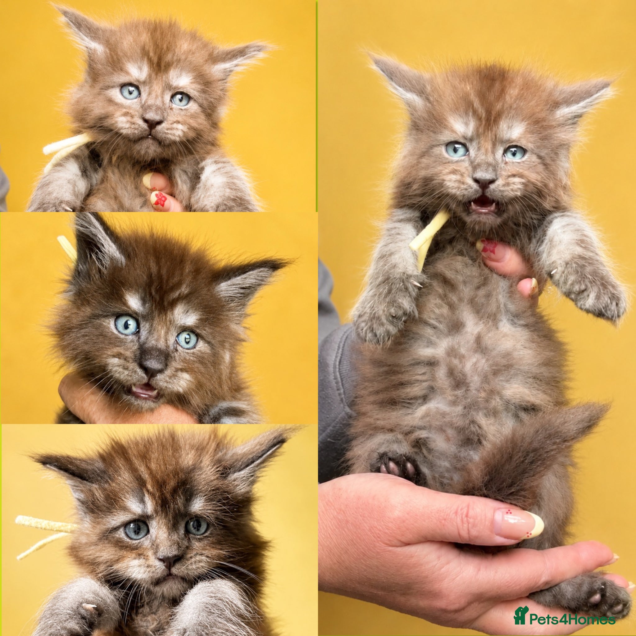 Maine Coon cats Anderpride kittens have arrived 📣.  - Advert 2