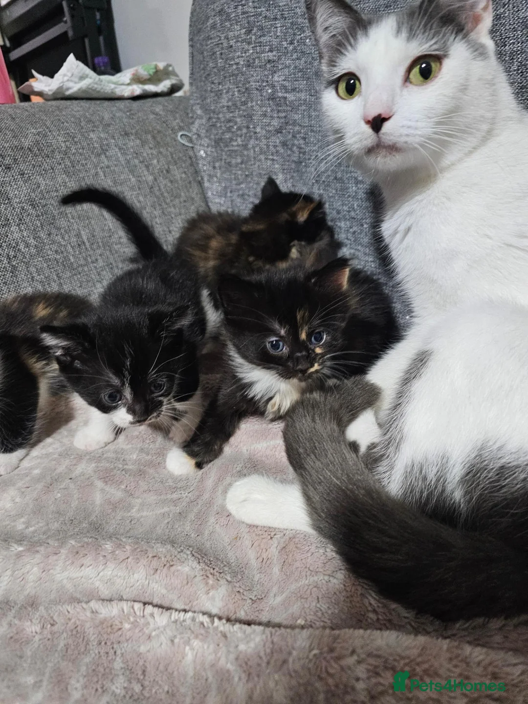 Mixed Breed cats for sale: Beautiful mixed breed kittens  - Advert 2