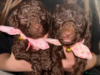 Cavapoo dogs Beautiful fluffy bears - Advert 3