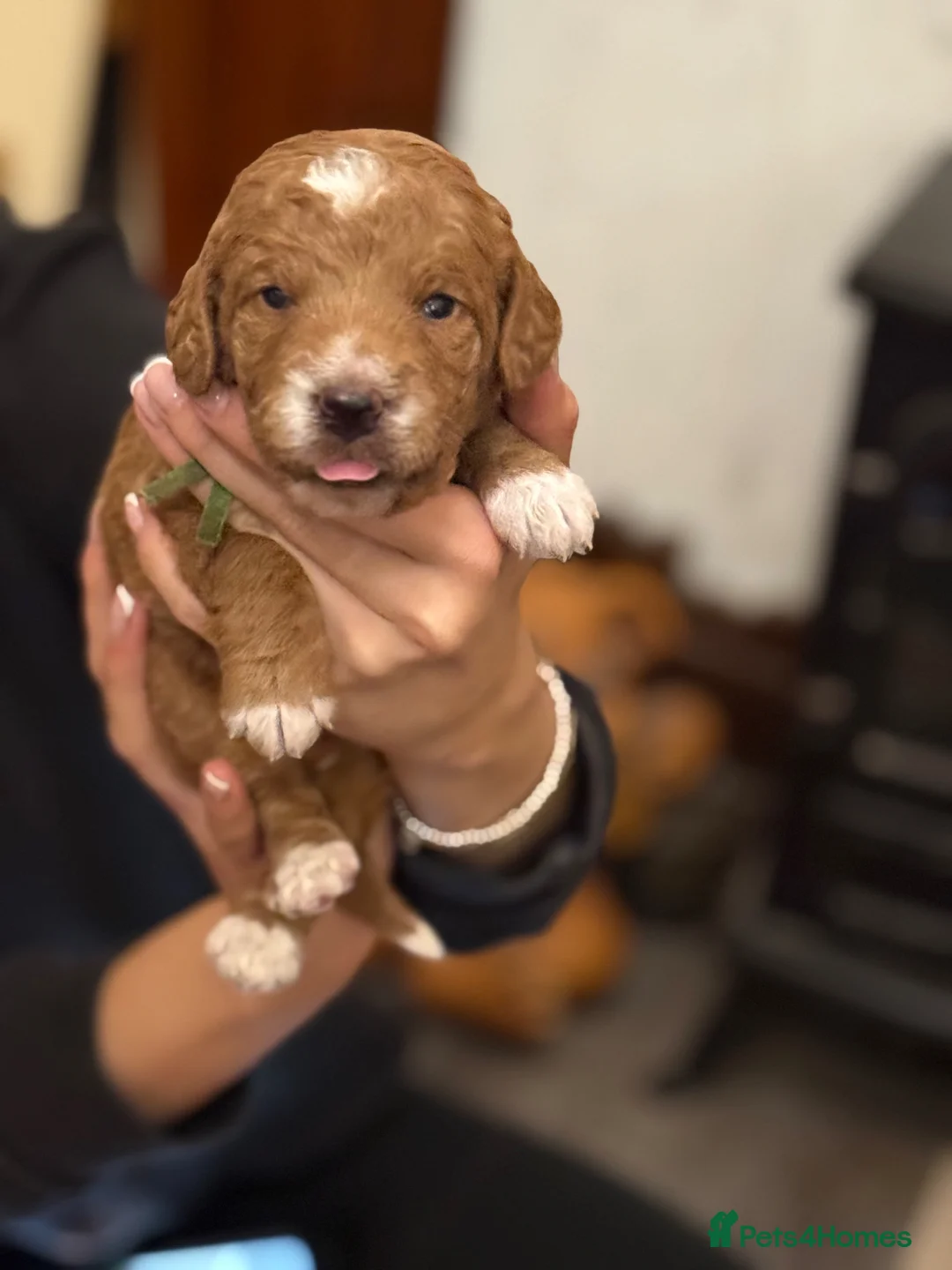 Mixed Breed dogs for sale: 5* health tested labradoodle x Australian doodles in Manchester - Advert 1