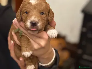 Mixed Breed dogs for sale: 5* health tested labradoodle x Australian doodles - Advert 1
