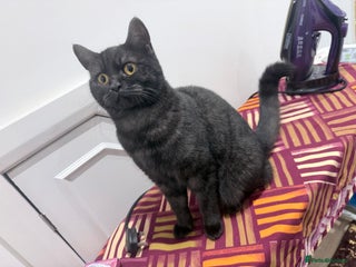 British Shorthair cats Beautiful British Shorthair 11 months kitten - Advert 2