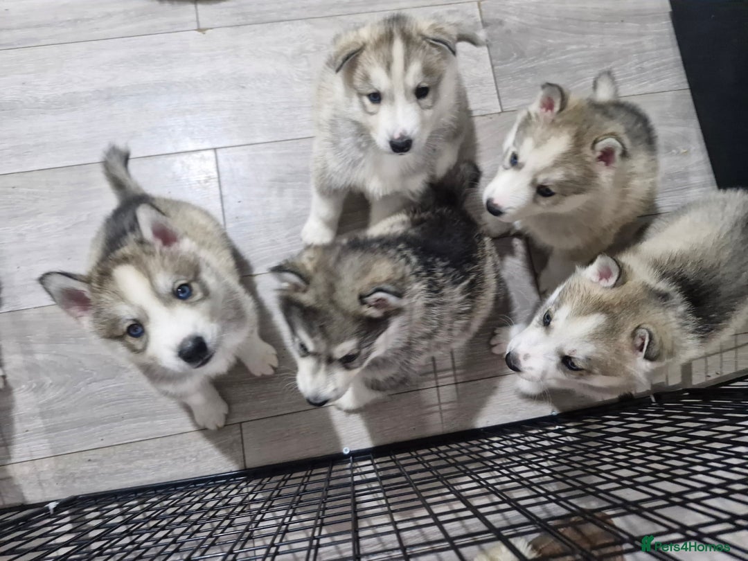 Siberian Husky dogs for sale: 8 husky pups - Advert 1