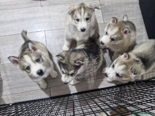 Siberian Husky dogs 8 husky pups - Advert 1