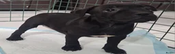 Staffordshire Bull Terrier dogs for sale: Amazing Champion Bred Blue and Black staffys   - Advert 15