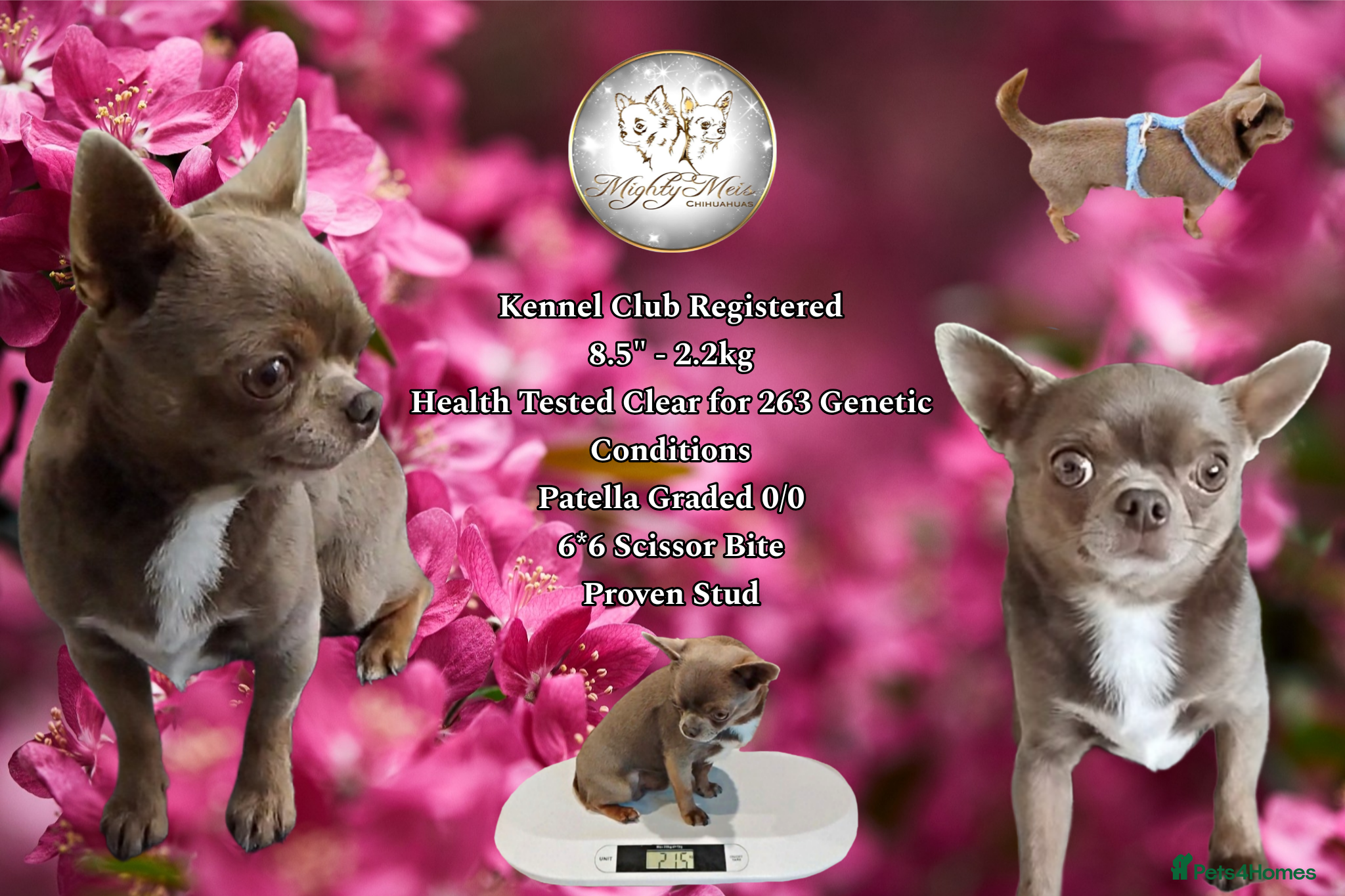 Chihuahua dogs KC reg-Health tested-PROVEN  - Advert 2