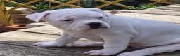 Dorset Olde Tyme Bulldogge dogs for sale: Dorset olde tyme bulldogs in Cowes - Advert 9