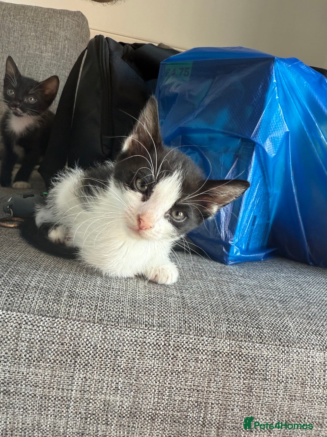 Sphynx cats for sale: Sphynx Variants  - Image 3