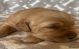 Golden Retriever dogs for sale: Beautiful KC Registered Golden Retrievers for Sale - Image 17