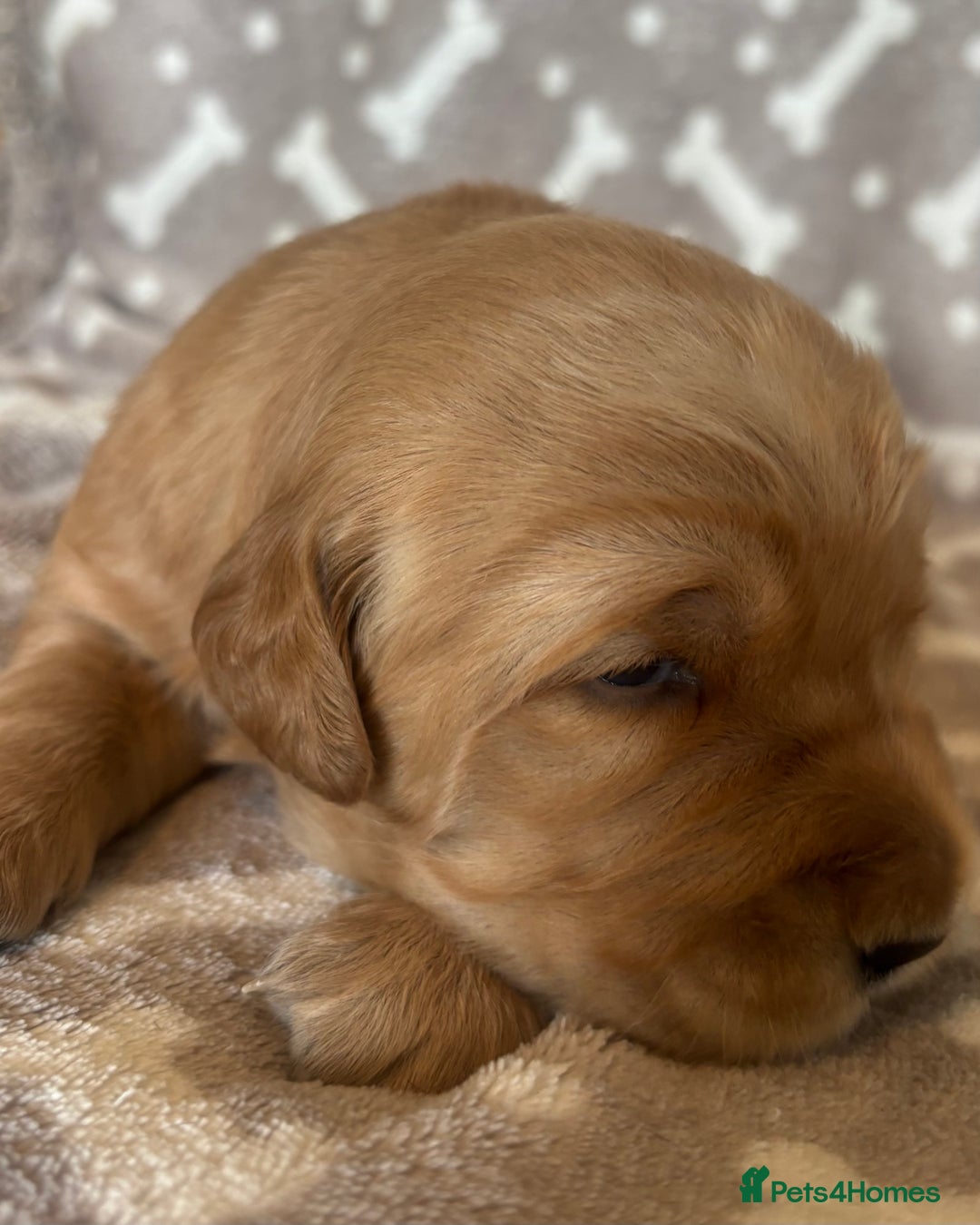 Golden Retriever dogs for sale: Beautiful KC Registered Golden Retrievers for Sale - Image 17
