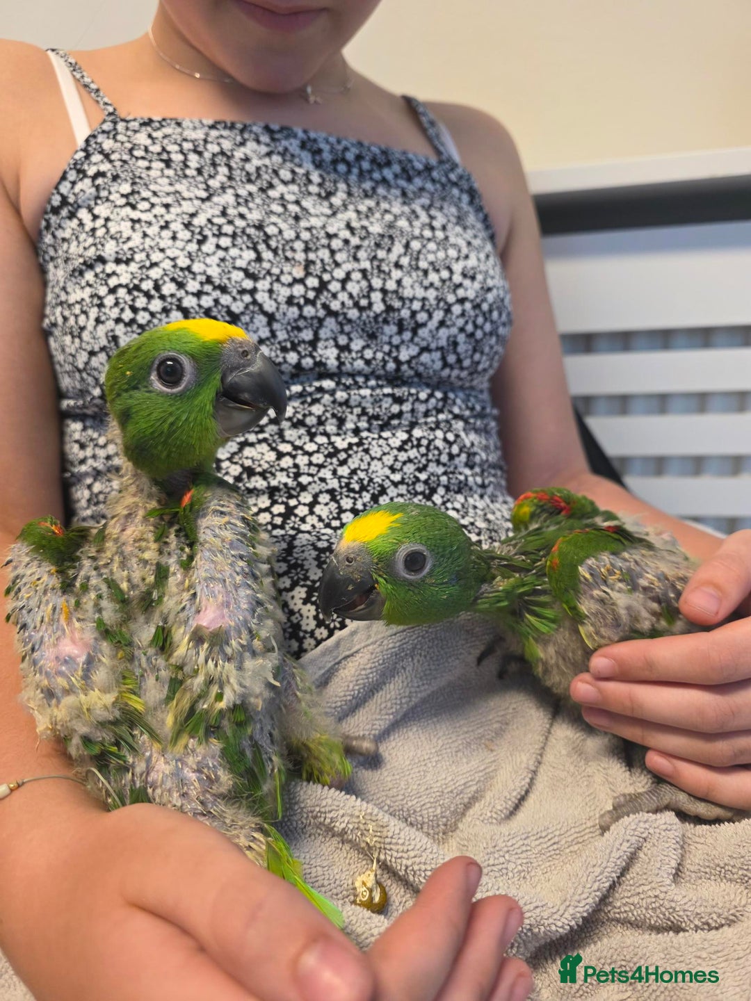 Parrots birds for sale: Hand Reared Baby Yellow Crowned Amazons For Sale - Image 4