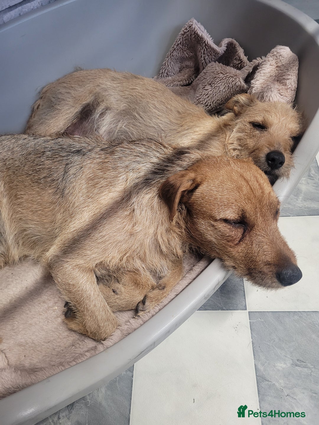 Patterdale Terrier dogs for sale: Patterdale pups - Image 9