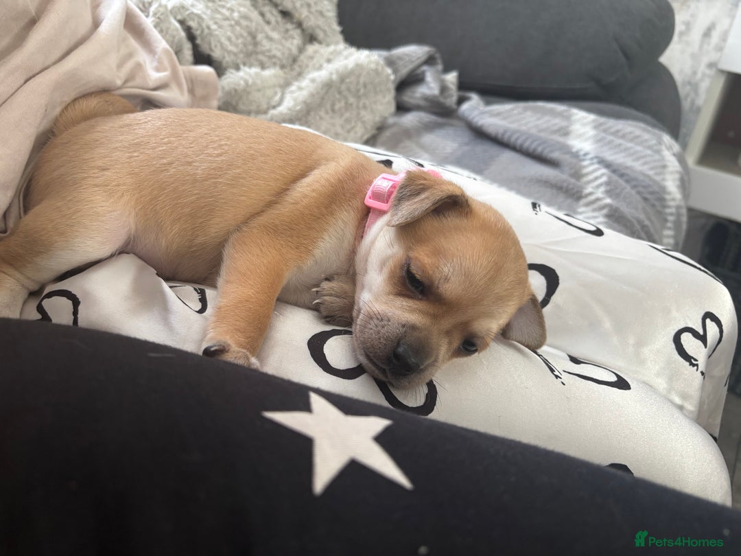 Mixed Breed dogs for sale: Chiweenie x Chugs  - Image 6