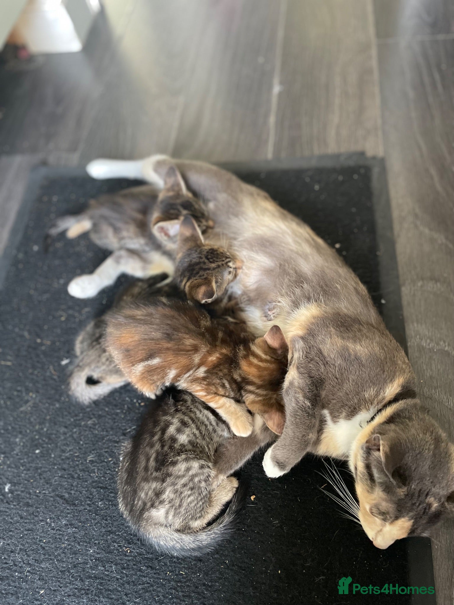 Mixed Breed cats Oriental x f5 savanna  - Advert 1