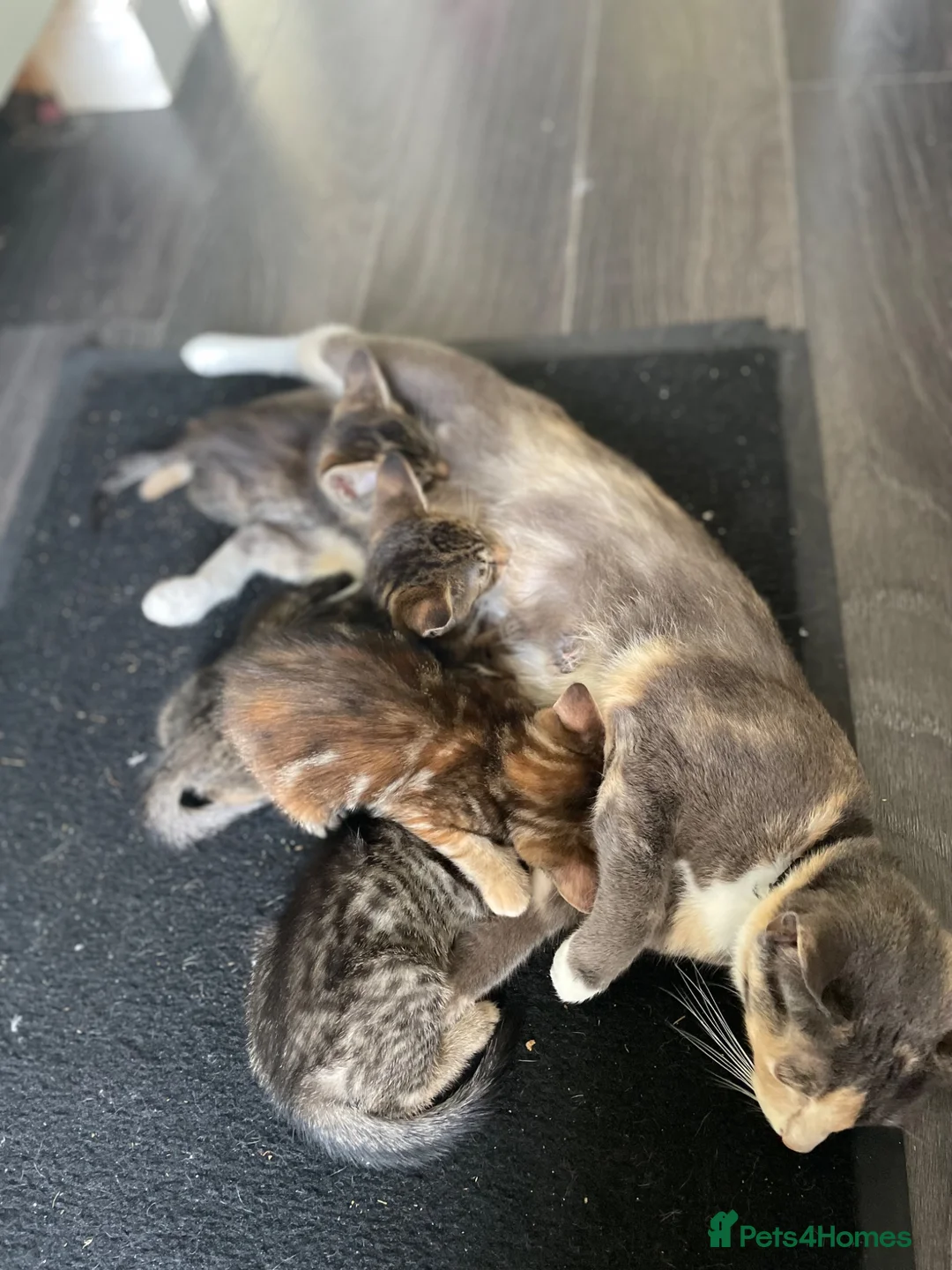 Mixed Breed cats for sale: Oriental x f5 savanna  - Advert 1