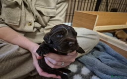 Cocker Spaniel dogs for sale: Ready now🐶X1 boy left🐶working cocker spaniel - Image 32