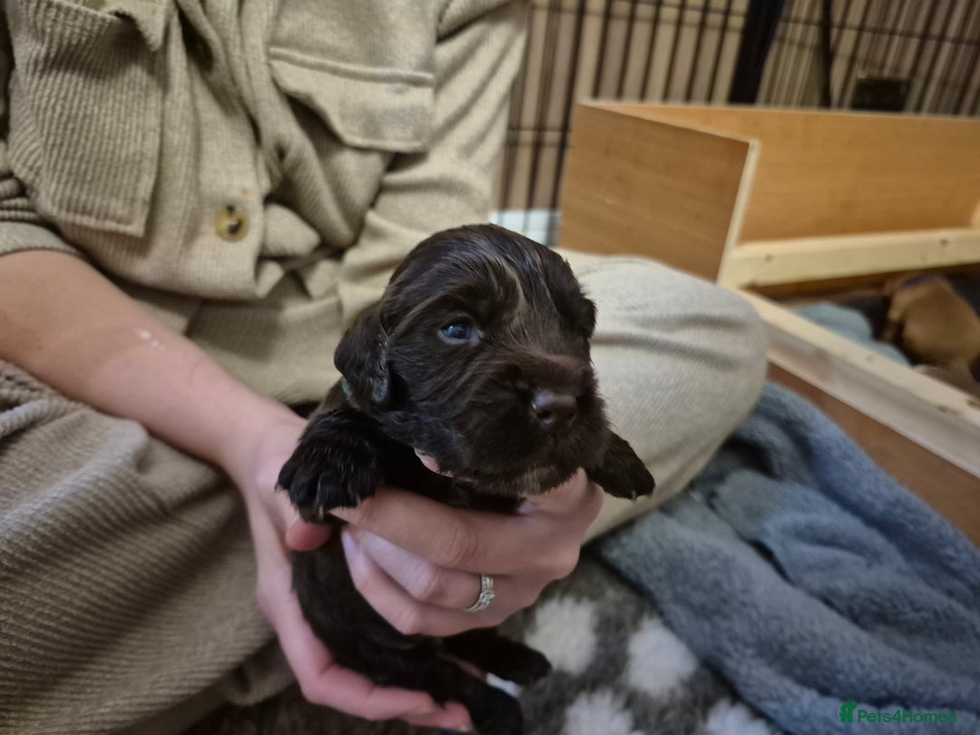 Cocker Spaniel dogs for sale: Ready now🐶X1 boy left🐶working cocker spaniel - Image 32