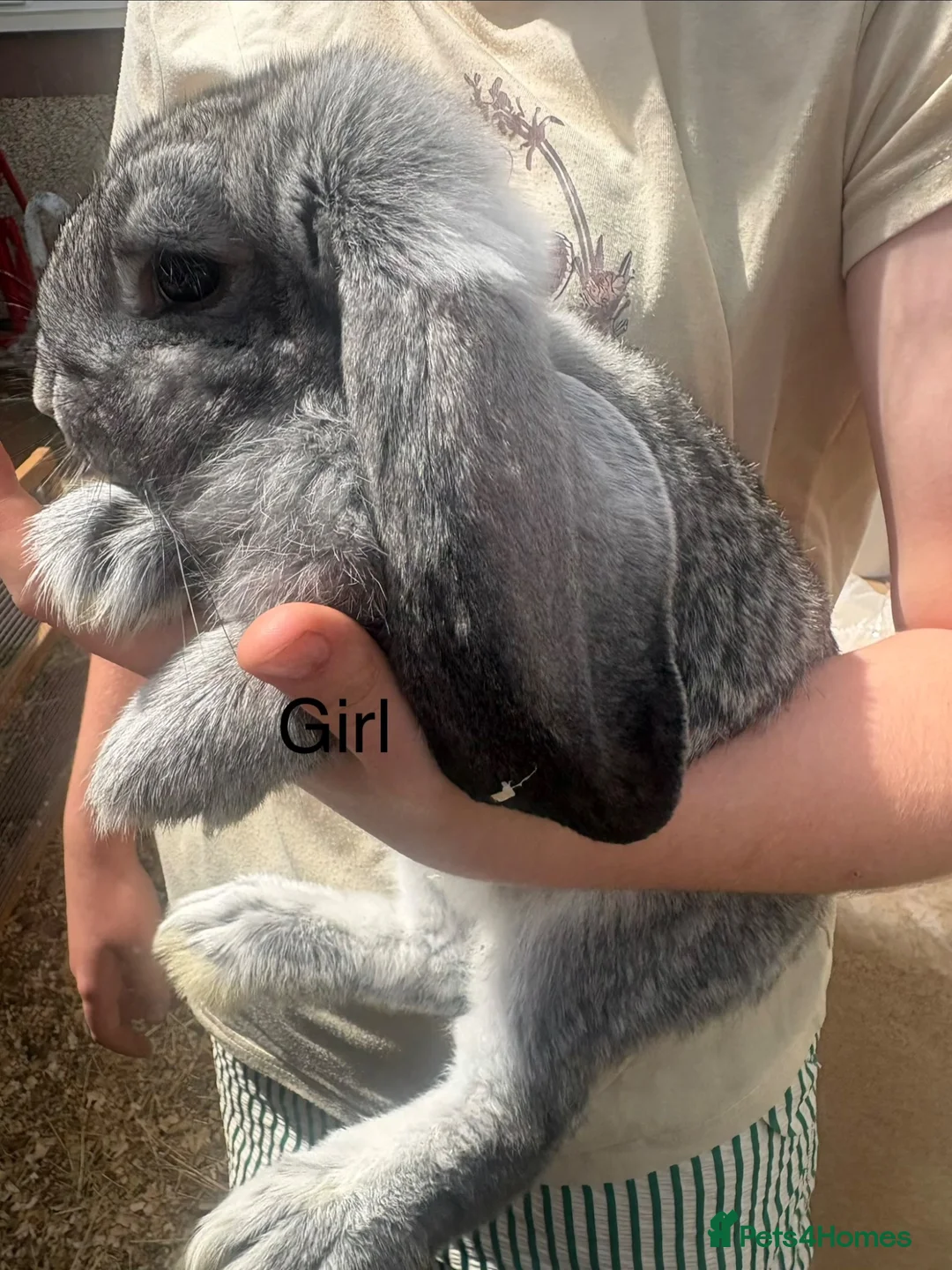 French Lop rabbits for sale: Beautiful French lops - Advert 2