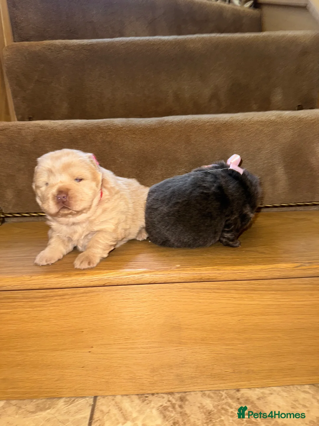 Chow Chow dogs for sale: 3 beautys left ⭐️  - Advert 22