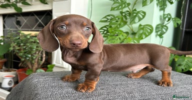 Dachshund dogs - Advert 6