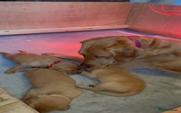 Labrador Retriever dogs for sale: Lovely fox red Labrador puppies  - Image 5