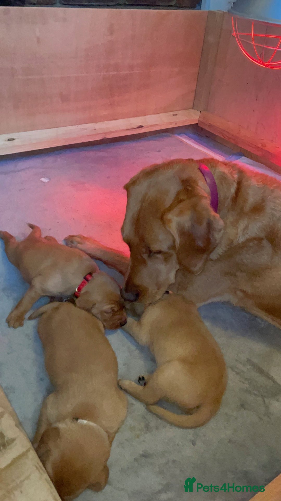 Labrador Retriever dogs for sale: Lovely fox red Labrador puppies  - Image 5