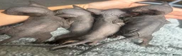 Sphynx cats for sale: Pure grey Canadian sphynxs - Advert 11