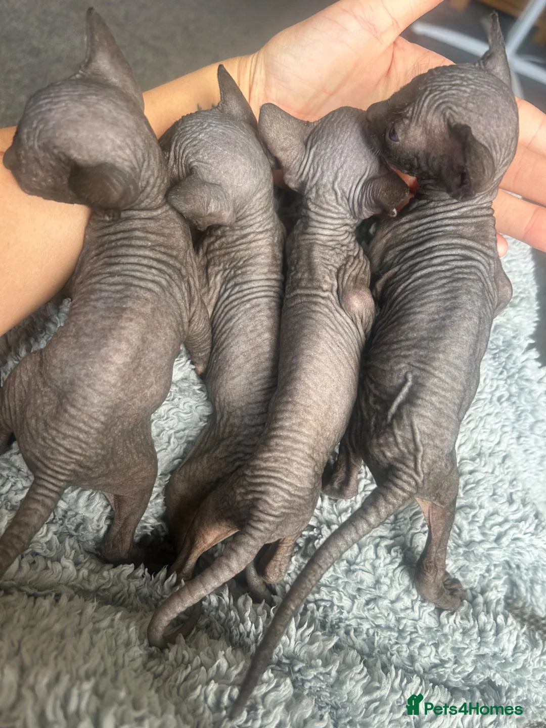 Sphynx cats for sale: Pure grey Canadian sphynxs - Advert 11