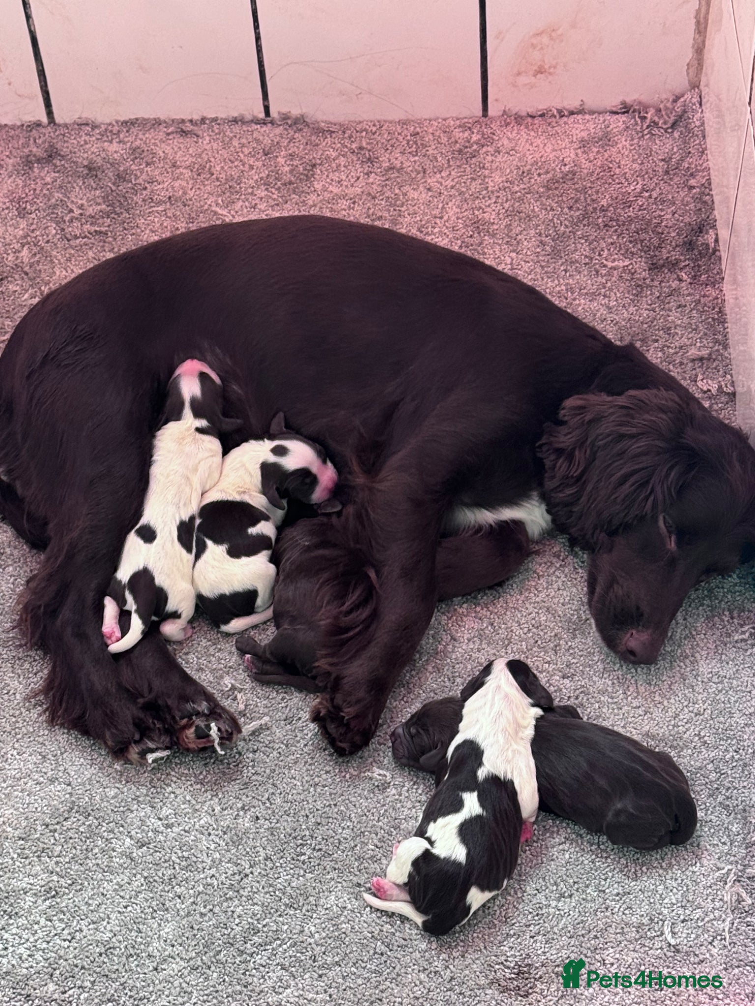 Sprocker dogs Sprocker Spaniels  - Advert 5