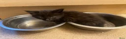 Mixed Breed cats for sale: 4 female kittens - Advert 7
