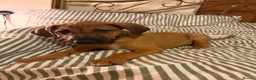 Mixed Breed dogs for sale: Beagle puppies  in Lifton - Advert 2