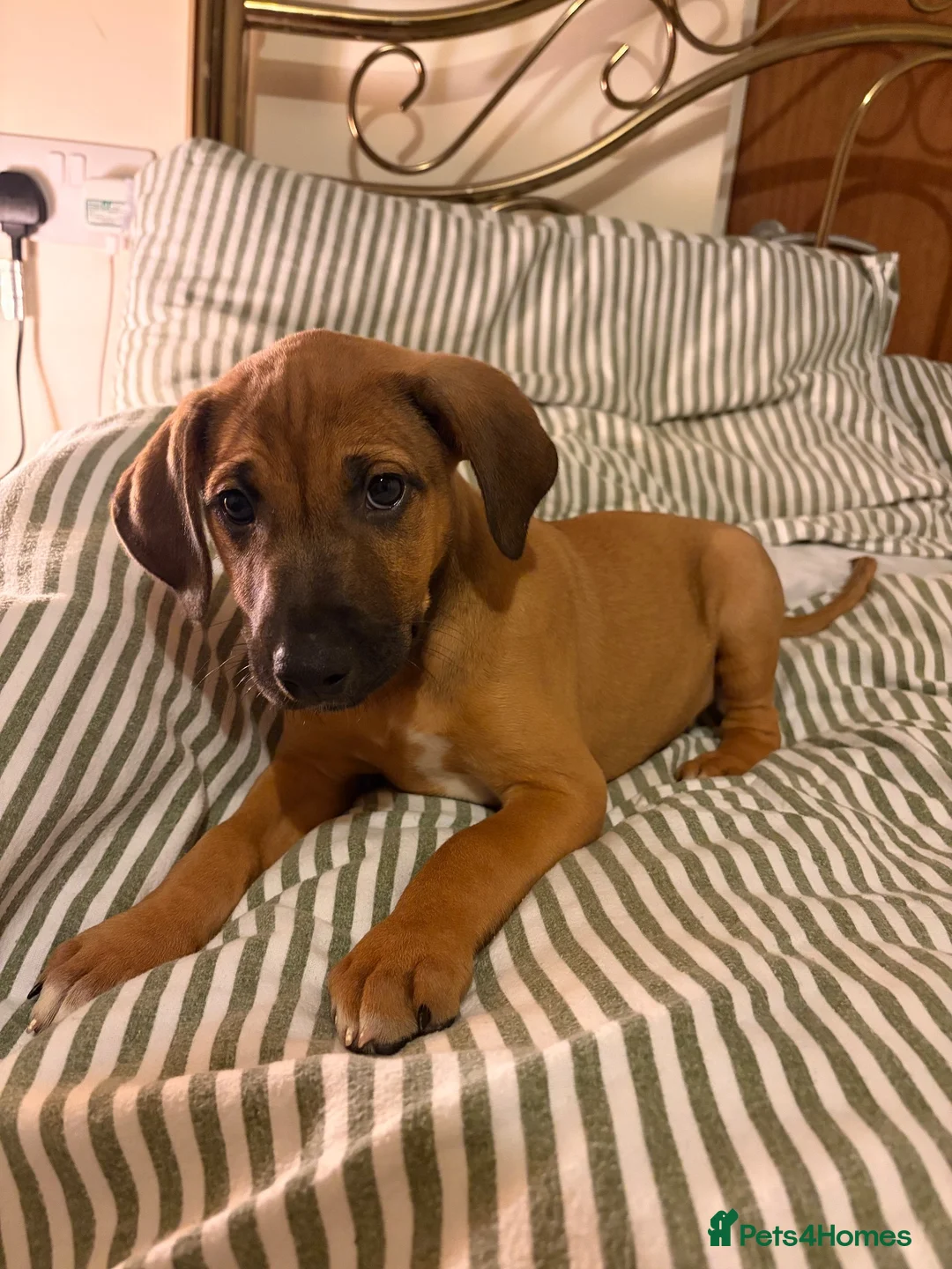 Mixed Breed dogs for sale: Beagle puppies  in Lifton - Advert 2