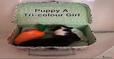 Rough Collie dogs - Advert 3