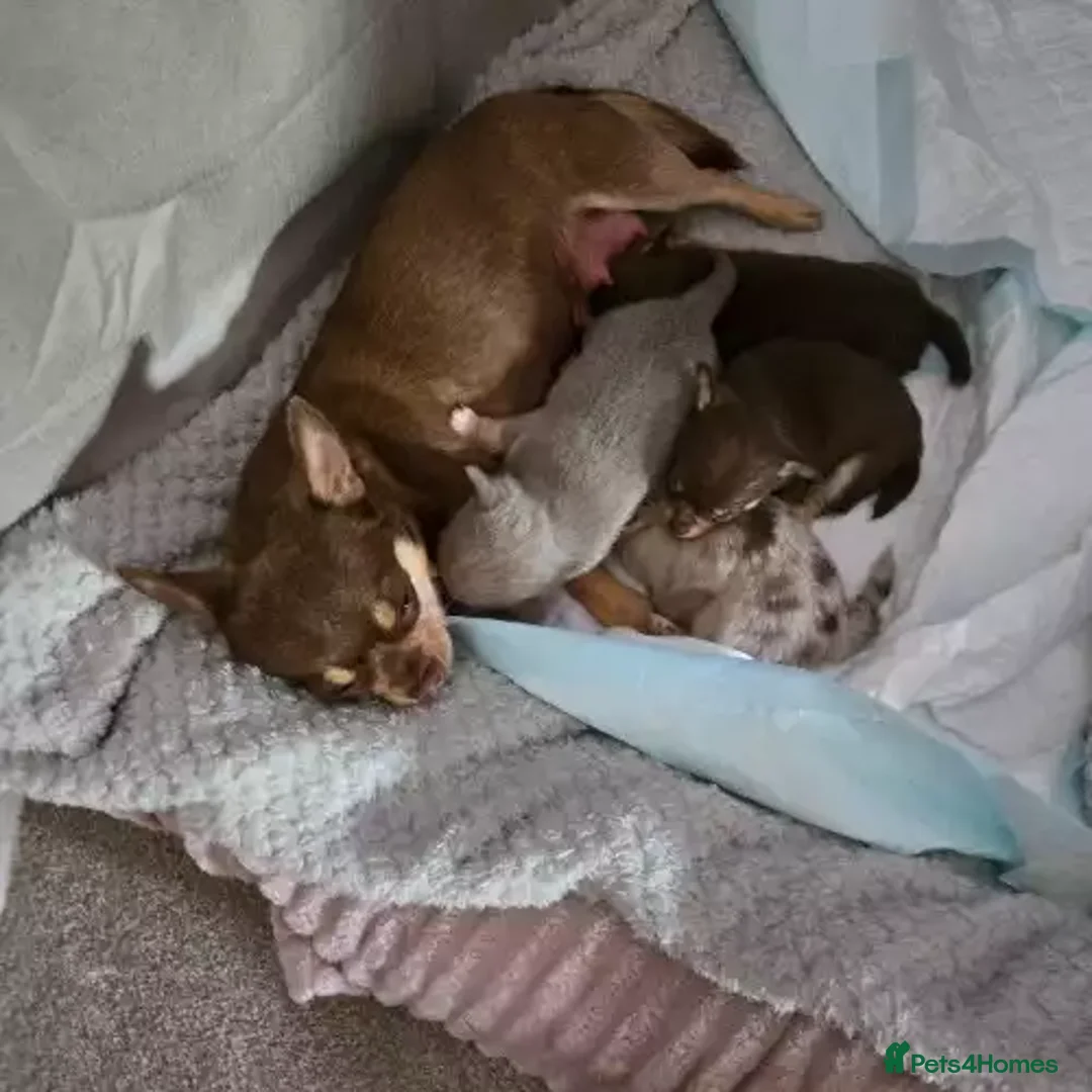 Chihuahua dogs for sale: Blue chihuahua puppy ready now - Image 6
