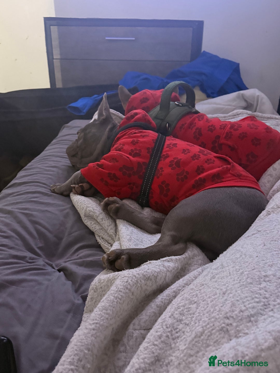 French Bulldog dogs for sale: Silver/Lilac French Bulldog Boy.  - Advert 3