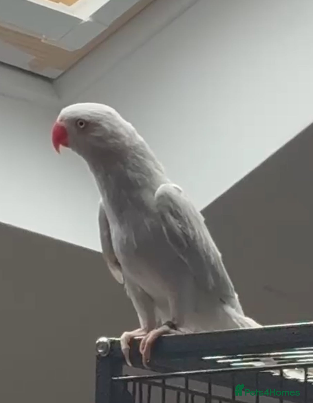 Ringnecks birds Ringneck - Advert 4